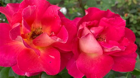 Роза Декор Арлекин ( Rose Decor Arlequin) плетистая обзор сорта 30 ...