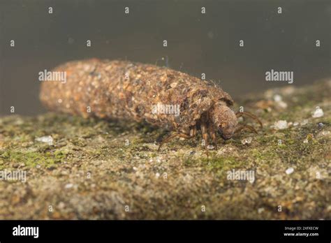 Case Building Caddisfly Larva Potamophylax Rotundipennis Underwater