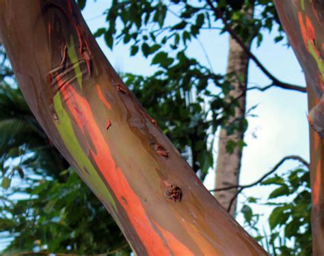 Hawaiian Rainbow Eucalyptus - Hawaii Pictures