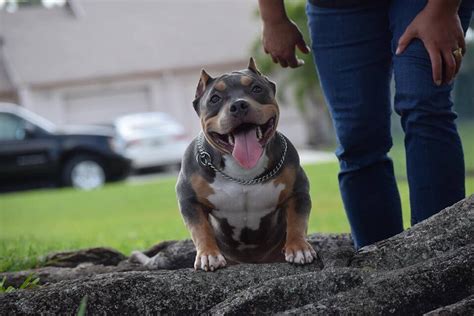 American Bully Micro Pocket E Exotic Canil Pitbully