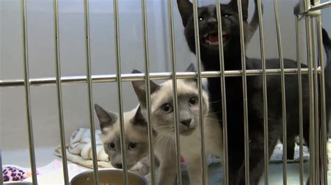 Lewis & Clark Humane Society over capacity, free cat adoptions begin ...