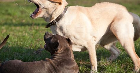 Alerta Jaurías Por Qué Los Perros Domésticos Pueden Atacar A Un Niño De Su Familia Infobae