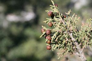 Juniperus Phoenicea Ver Arbol Su Hoja Y Fruto