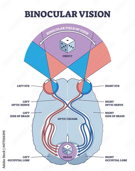 Binocular Vision Type Explanation With Anatomical Nerve Pathway Outline Diagram Labeled