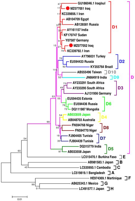 Phylogenetic Tree Of Hbv Nucleotide Sequences Of Pres1pres2 And S Gene