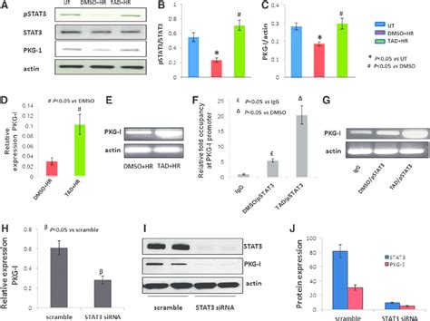 Stat Transcriptionally Regulates Pkg I A Mscs Were Treated With