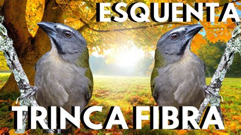 COMPROVADO Canto De Trinca Ferro FIBRA Trinca Ferro CANTANDO E CANTO De