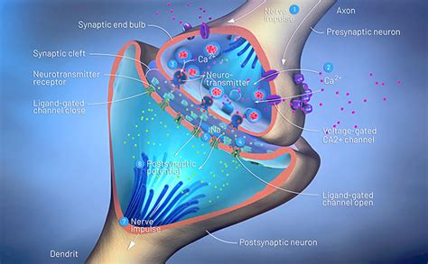 Understanding the Brain's Neurotransmitters - Mind Nutrition UK