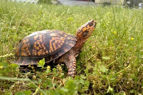 Baby Box Turtle Enclosure | edu.svet.gob.gt