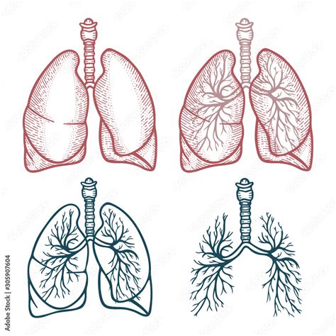 Lungs Sketch