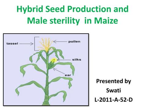 Hybrid Seed Production And Male Sterility In Maize Ppt