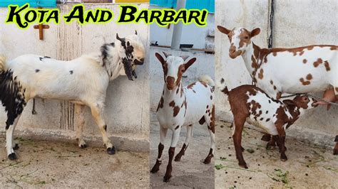 Quality Kota Barbara And Barbari At Anas Goat Farm Aurangabad