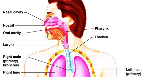 Respiratory System | Science, Biology,Human and Body Parts Best Information