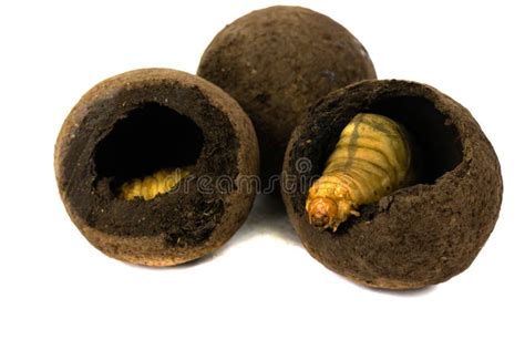 Larvas De Besouro Bolha - Larva Do Besouro De Estrume E De Uma Bola Do Estrume Imagem de Stock ...