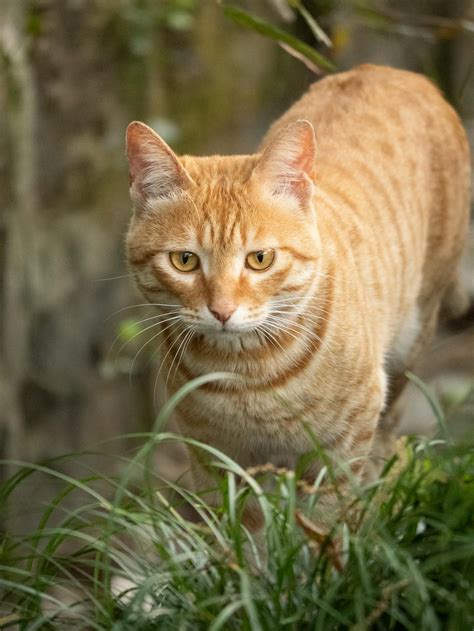 ginger cat      ginger cat stock  hd