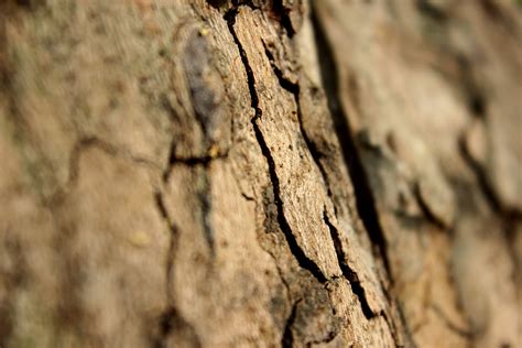 Free Images Tree Nature Branch Wood Texture Leaf Flower Trunk