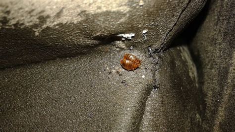 How Long Does A Bed Bug Egg Take To Hatch Bed Western