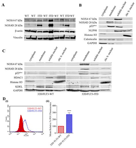 Flt3 Itd Expressing Aml Patient Samples And Cell Lines Express The