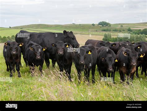 Pedigree Black Aberdeen Angus cows and pedigree black Aberdeen Angus ...