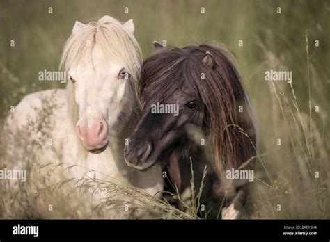 Gefleckte ponys Fotos und Bildmaterial in hoher Auflösung Alamy