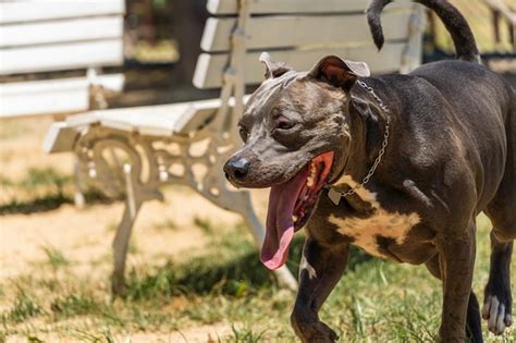 Cachorro Pit Bull De Nariz Azul Brincando E Se Divertindo No Parque