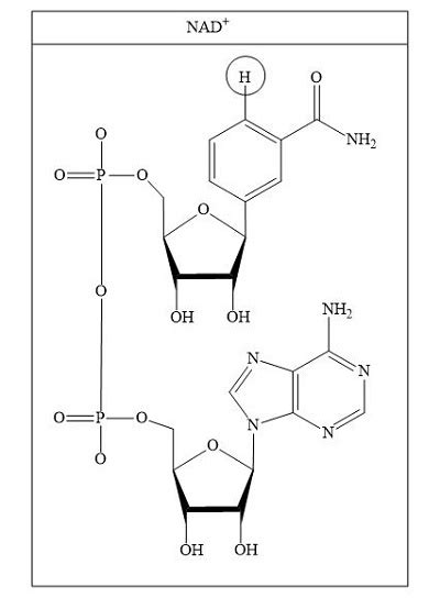 Nad Structure