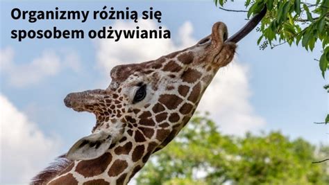 Organizmy R Ni Si Sposobem Od Ywiania