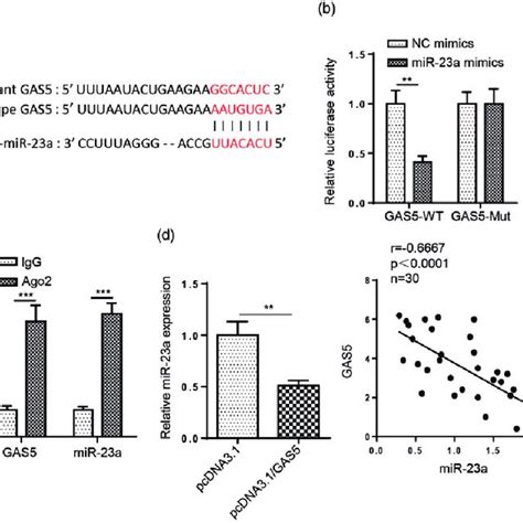 Mir 23a Is A Downstream Target Of Growth Arrest Specific 5 Gas5 A