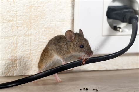 Rodent Risks - Poop and More | The Bug Man