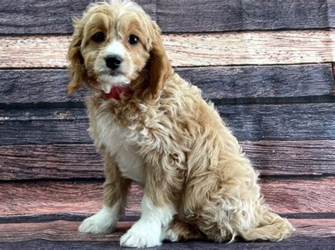 F1b Cavapoo Puppy Apricot Id24090 Located At Petland Las Vegas Nevada