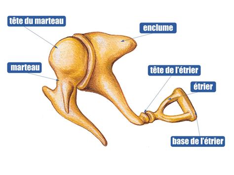 L Oreille Moyenne TPE Influence De La Musique Sur L Organisme