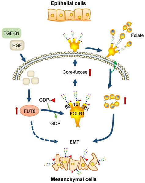 A Proposed Novel Pathway For HGF Induced EMT Of HCC Cells FUT8 Is