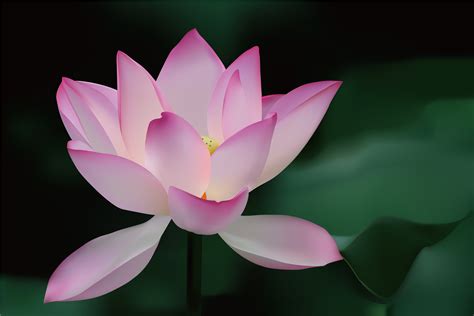 Free Lotus Flower Wallpaper Wallpapersafari