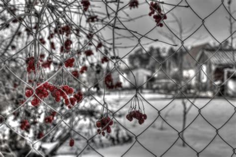 Kostenlose Foto Ast Schwarz Und Wei Blatt Blume Frost Eis