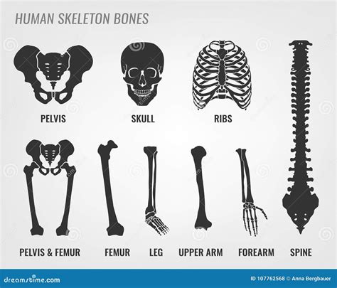 Human skeleton bones stock vector. Illustration of graphic - 107762568