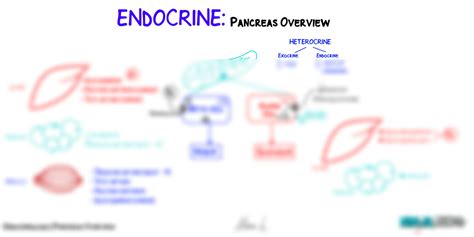 SOLUTION: Endocrine physiology pancreas overview key - Studypool