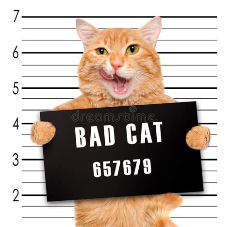 Bad Cat Cast