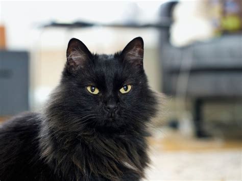 Norwegian Forest Cat Norwegian Forest Cat Black Norwegian Forest Cat