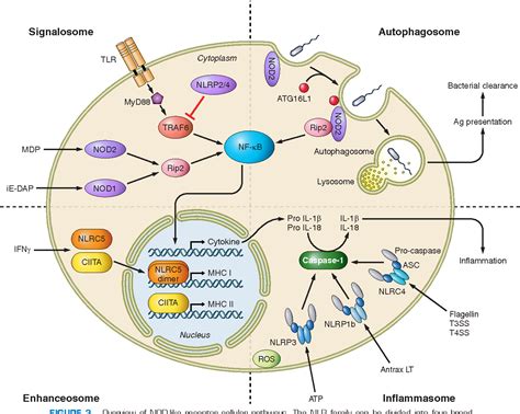 Figure 2 From Nod Like Receptors Versatile Cytosolic Sentinels Semantic Scholar