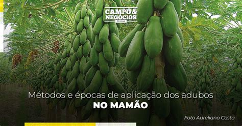 Métodos e épocas de aplicação dos adubos no mamão Revista Campo