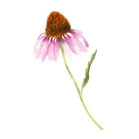 watercolor echinacea flower 28178751 PNG