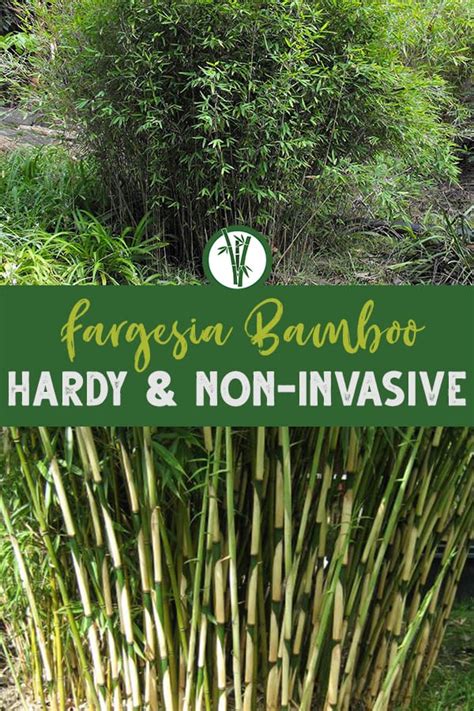 Fargesia Bamboo Plants Hardy And Non Invasive