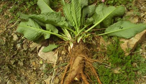 農村這種植物很像菠菜，農村老人不喜歡它，但是現在很珍貴 每日頭條