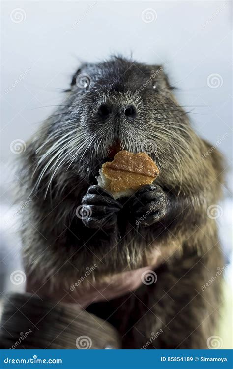 Rodent Nutria Brown Large Floor Plan Eat Stock Image Image Of Small