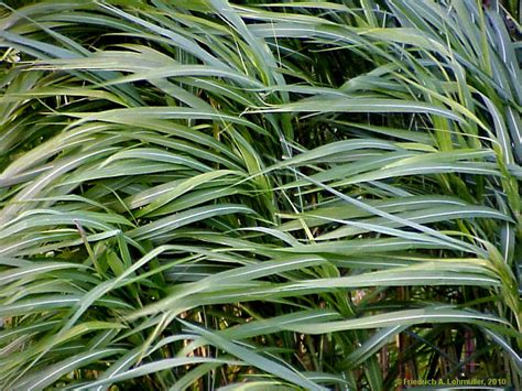 Miscanthus X Giganteus Poaceae Botanical Photo Gallery Friedrich A