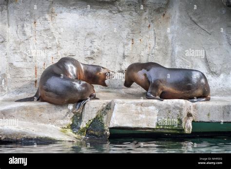 Otariids seals (Otariidae) in captivity Stock Photo - Alamy