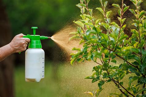 Should I Apply an Insecticide to My Lawn? | Lawn Care Tips