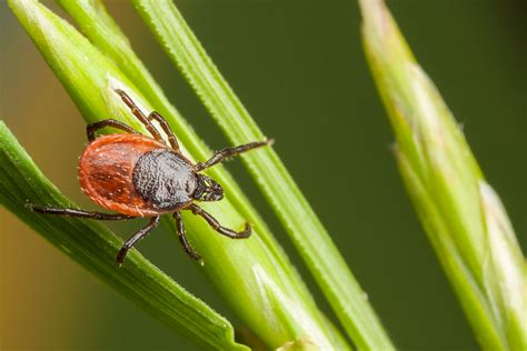 Protect Yourself Against Ticks Bug Man Exterminating