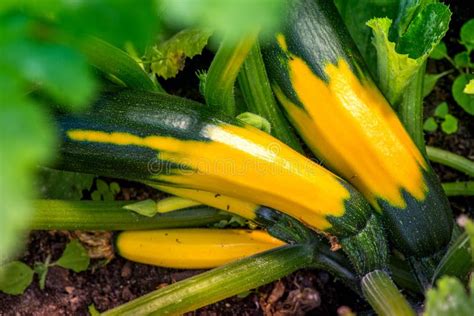 Shot of Unripe Yellow and Green Squash Stock Image - Image of ...