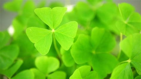 Shamrock Spiritual Meaning And Symbolism - Totally the Dream